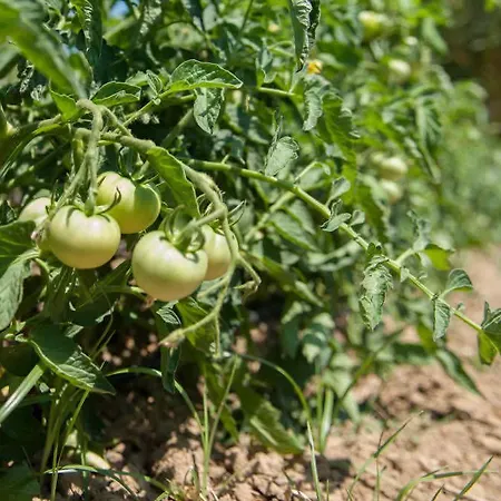 Aral Tatil Ciftligi Hotel