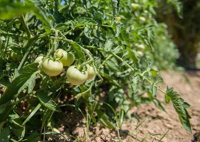 Aral Tatil Ciftligi Hotel